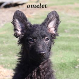 Omelet - Black Miniature American Shepherd puppy in Maryland from Atomic Minis