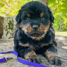Purple girl - Black and mahogany female Rottweiler puppy in Industry, Illinois from KDKs Kennels