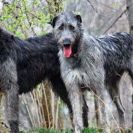 Irish Wolfhounds from Bainbridge Irish Wolfhounds