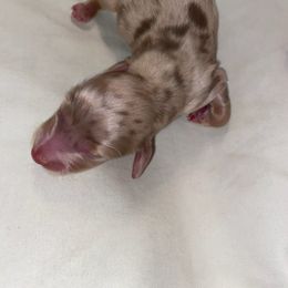 Dachshund Puppies from Hetu's Dachshunds