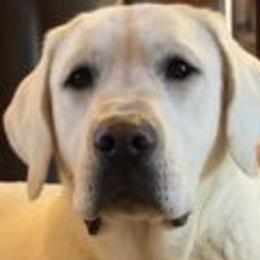 Junior - Labrador Retriever