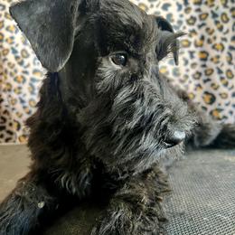 Girl 2 - Black female Giant Schnauzer puppy in Sedalia, Missouri from Valour's Giants