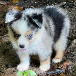 Raziah - Blue merle male Miniature Australian Shepherd puppy in Patterson, North Carolina from DreamLine Aussies