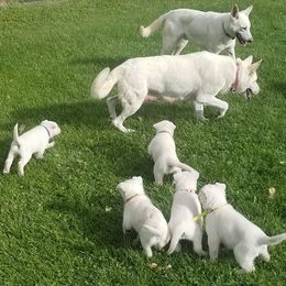 German Shepherds from Mercy's White Shepherds