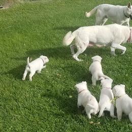 German Shepherds from Mercy's White Shepherds