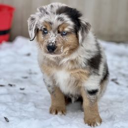 Miniature Australian Shepherd Puppies from Quartz Creek Aussies
