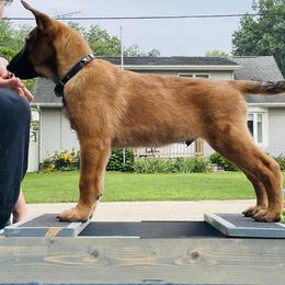 Belgian Malinois Puppies from Pyrex Kennels