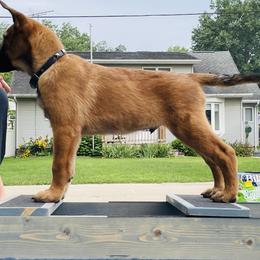 Belgian Malinois Puppies from Pyrex Kennels