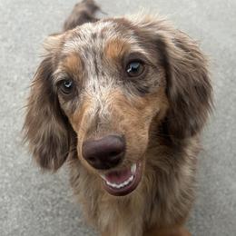 Chevelle - Dachshund