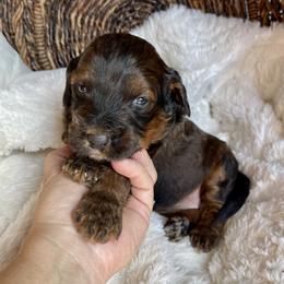 Muffin - Tri-color female Bernedoodle puppy in Superior, Arizona from Mountain Bridge Doodles