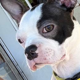Hank - Boston Terrier