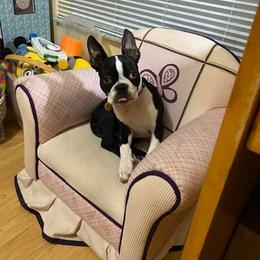 Boston Terrier Puppies from Lola’s House of Bostons & Rescue