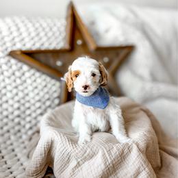 Macadamia - Parti male Goldendoodle puppy in Springville, Utah from Happy Doodle