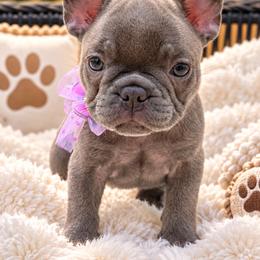 Trina - Brindle female French Bulldog puppy in Minneapolis, Minnesota from Flyazz Frenchies Kennels