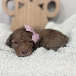 Solara- Purple Collar - Chocolate merle female Bernedoodle puppy in Oak Hills, California from High Desert Doodles