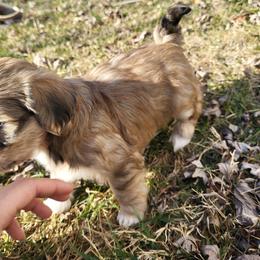 Snickers - Fawn sable male Havanese puppy in Salesville, Ohio from RiverLynn