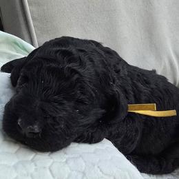 Girl 3 - Black female Poodle puppy in Woodbridge, Virginia from Rosa Red Standard Poodles