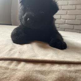 Blue boy - Black male German Shepherd puppy in Wayne, Maine from Copper Hill German Shepherds