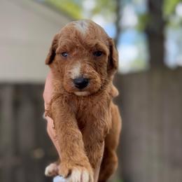 Mufasa - Red  male Goldendoodle puppy in Jacksonville, Florida from Dandelion Doodles