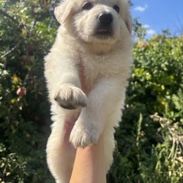 Orange - White male German Shepherd puppy in Sylvania, Ohio from Mitso Shepherds