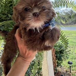 Benny - Chocolate male Shih Tzu puppy in Ocala, Florida from Mimi's Shih-tzus of Ocala