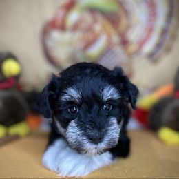 Rocky - Black and silver male Miniature Schnauzer puppy in Placerville, California from Rpuppies
