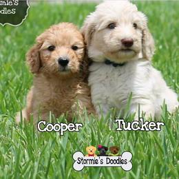 Goldendoodle Puppies from Stormie's Doodles