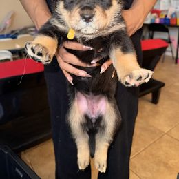 Girl 2 - Black tan and white female Siberian Husky puppy in Rancho Cucamonga, California from Rice Breeders