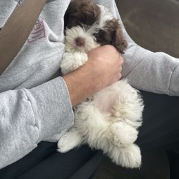 Havanese Puppies from Estelle's Havanese