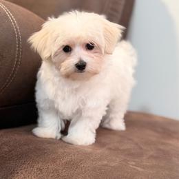 Girl 2 - White and tan female Morkie puppy in Beebe, Arkansas from Cedar Hill Kennel