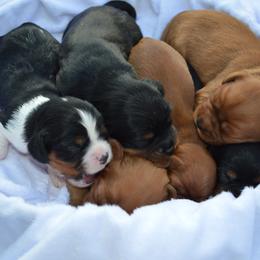 Cavalier King Charles Spaniel Puppies from Freeman's Royal Cavaliers