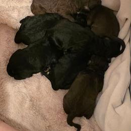 Black female puppy. - Black female Poodle puppy in New York from Powder Puff Poodles