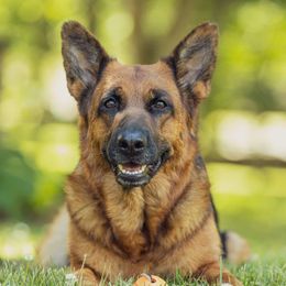 Caia - German Shepherd