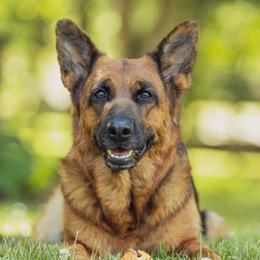 Caia - German Shepherd