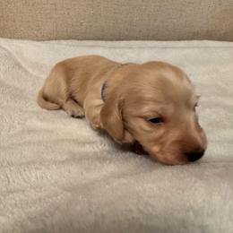 Spencer - Cream male Dachshund puppy in Avinger, Texas from Lone Star Longhair Dachshunds