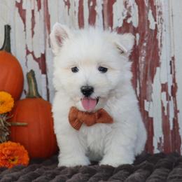 Patrick - White male West Highland White Terrier puppy in Goshen, Indiana from Linda’s Lovable Pups