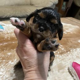 Cavalier King Charles Spaniel Puppies from Rohus Puppies