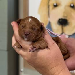Girl 2 - Red  female Goldendoodle puppy in Wharton, Texas from Little Fur Friends