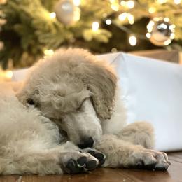 Miniature American Shepherd and Poodle Puppies from Prodigy Farms