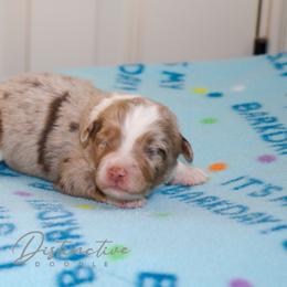 Crystal - Red merle female Aussiedoodle puppy in Kennesaw, Georgia from Distinctive Doodle