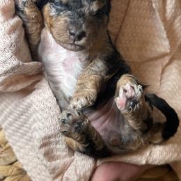 Cockapoo and Goldendoodle Puppies from Jax Doodles