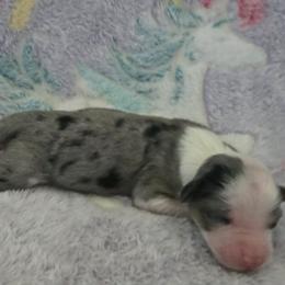 Boy 3 - Blue merle male Miniature American Shepherd puppy in Tiskilwa, Illinois from First Harmony Farms