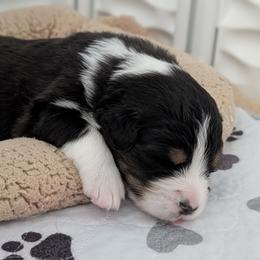 Chase - Black tri-color male Australian Shepherd puppy in Rhode Island from Ocean Cliff Aussies