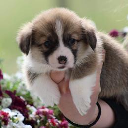 Basset Hound and Pembroke Welsh Corgi Puppies from Northstar Corgis and Basset Hounds