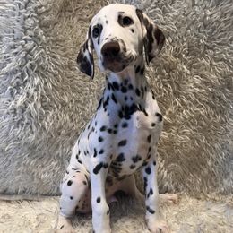 Dalmatian Puppies from City Dals
