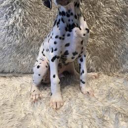 Dalmatian Puppies from City Dals