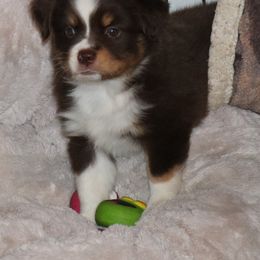 Miniature American Shepherd Puppies from Eagles Landing Miniature American Shepherds