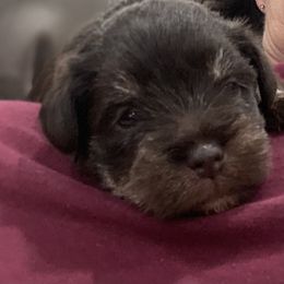 Miniature Schnauzer Puppies from Debbie Melton