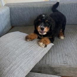 Bernedoodle puppies from Ohana Doodles