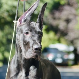 Great Dane Puppies from YK Great Danes